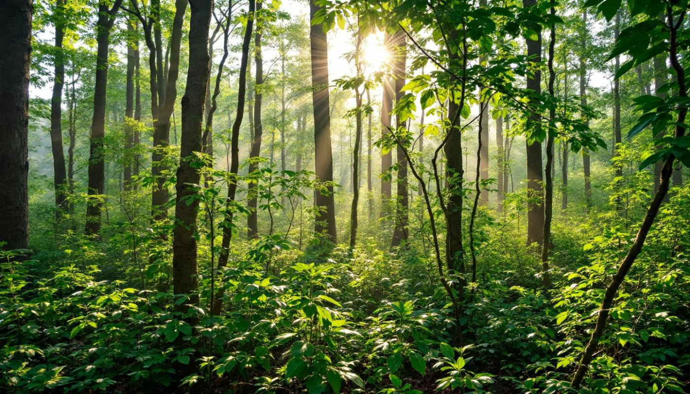 Comment les techniques modernes de reboisement transforment-elles nos forêts ?